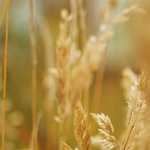 Mẹo đơn giản làm môi hết thâm